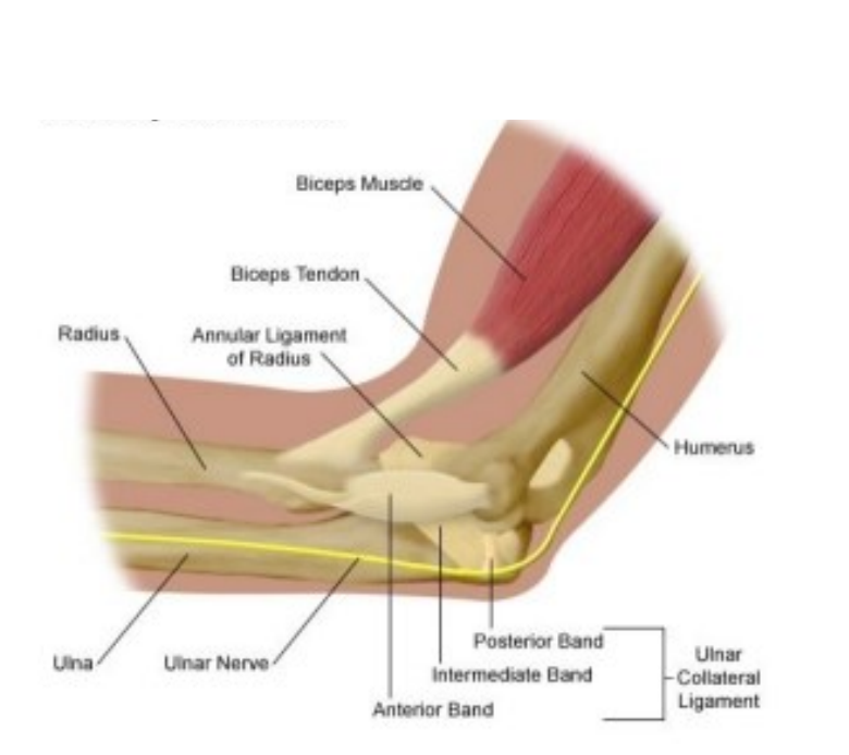 Graphic of an elbow, highlighting the ligaments, tendons and nerves