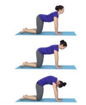 and image of three poses above each other. The top pose is a woman kneeling hip distance apart with palms flat on the ground looking ahead of her. The second image is of her back bent down as she stretches her head up and the final image is of her back arches with her head tucked under facing her body. 